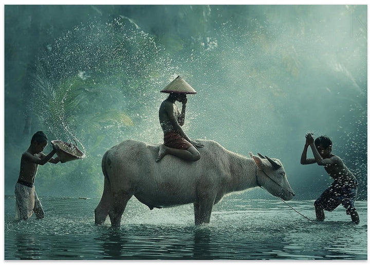 Water Buffalo - Stretched Canvas, Poster or Fine Art Print I Heart Wall Art