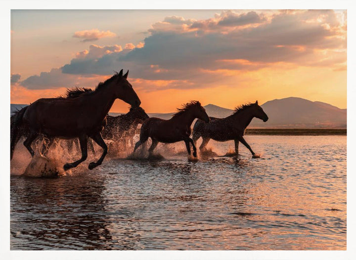 WATER HORSES - Stretched Canvas, Poster or Fine Art Print I Heart Wall Art