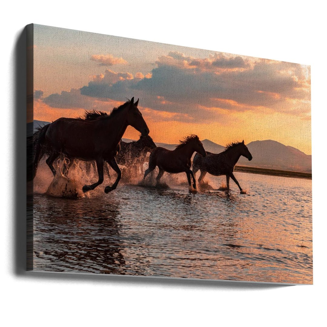 WATER HORSES - Stretched Canvas, Poster or Fine Art Print I Heart Wall Art