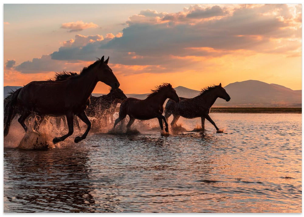 WATER HORSES - Stretched Canvas, Poster or Fine Art Print I Heart Wall Art