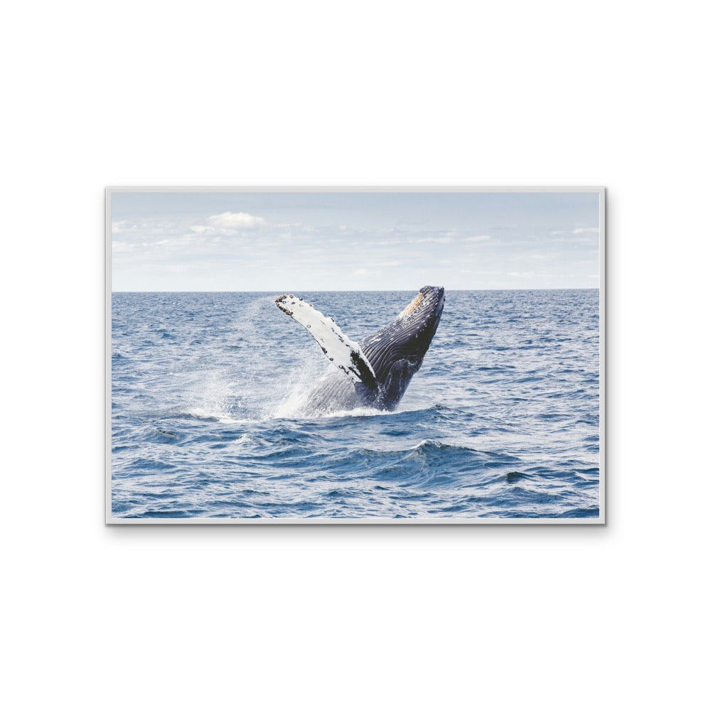 Whale Waving - Blue Ocean Nature Stretched Canvas, Wall Art Print I Heart Wall Art