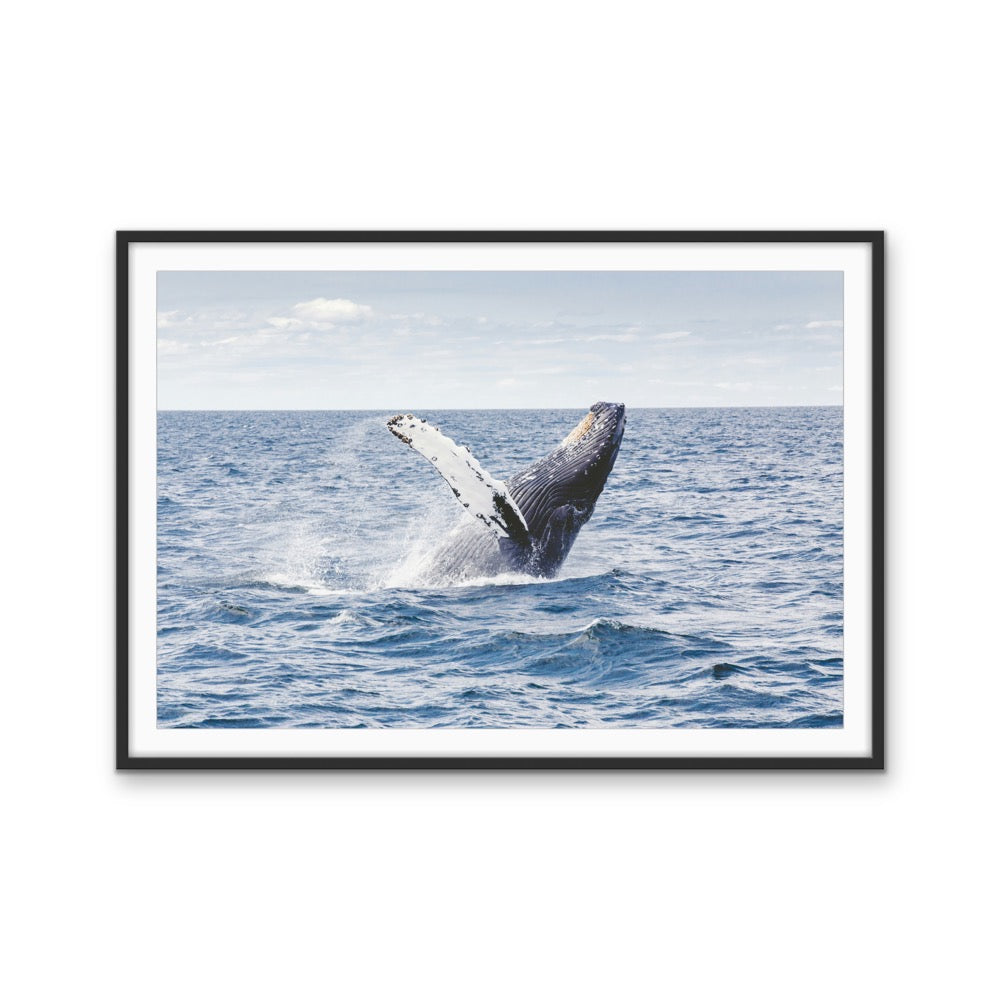 Whale Waving - Blue Ocean Nature Stretched Canvas, Wall Art Print I Heart Wall Art