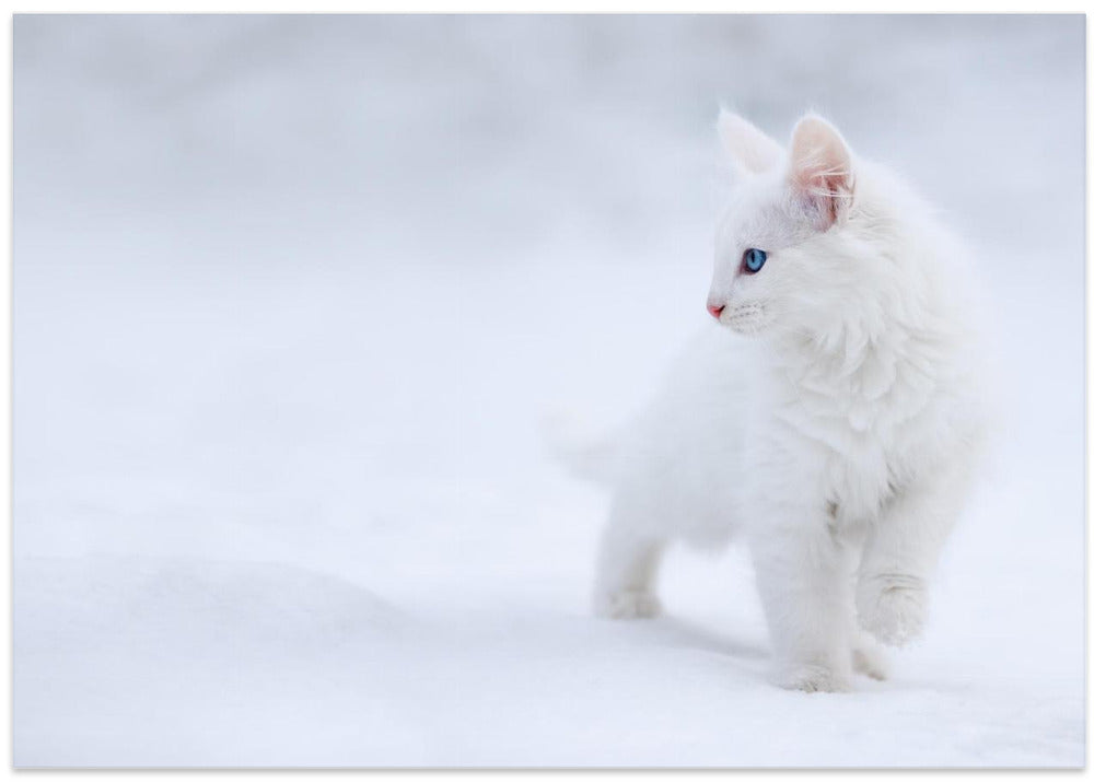 White as Snow - Stretched Canvas, Poster or Fine Art Print I Heart Wall Art