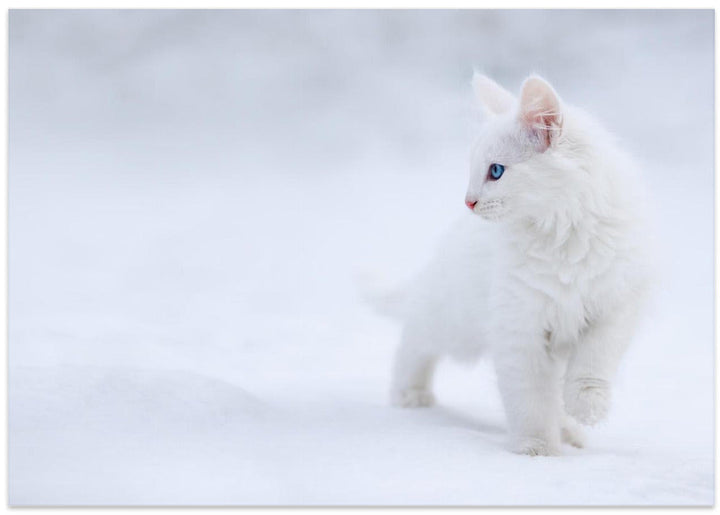 White as Snow - Stretched Canvas, Poster or Fine Art Print I Heart Wall Art