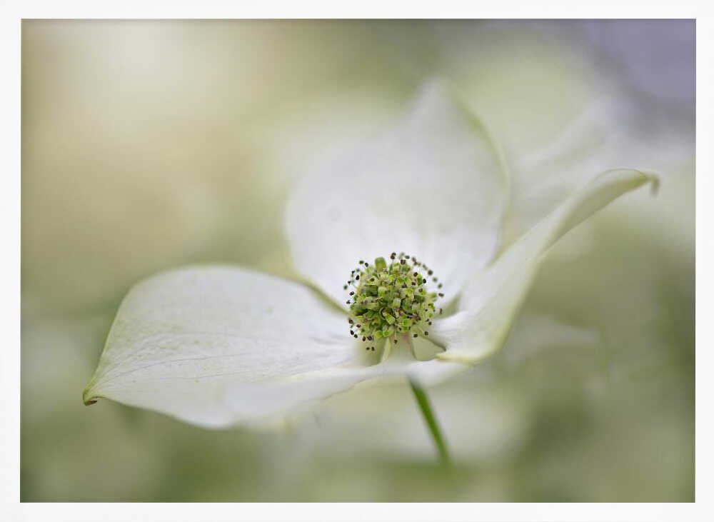 White Dogwood Bloom - Floral Photographic Stretched Canvas Poster or Fine Art Print