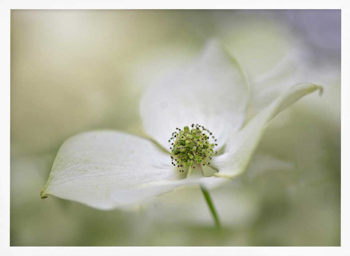 White Dogwood Bloom - Floral Photographic Stretched Canvas Poster or Fine Art Print