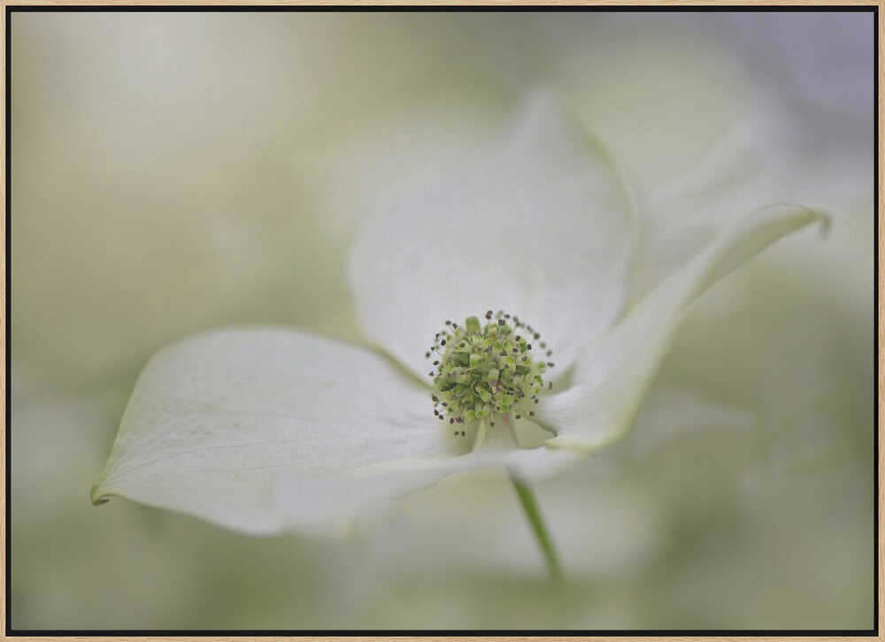 White Dogwood Bloom - Floral Photographic Stretched Canvas Poster or Fine Art Print