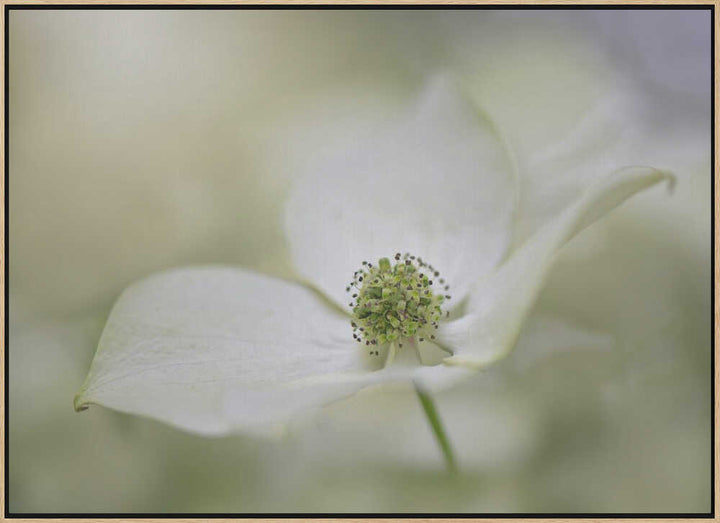 White Dogwood Bloom - Floral Photographic Stretched Canvas Poster or Fine Art Print