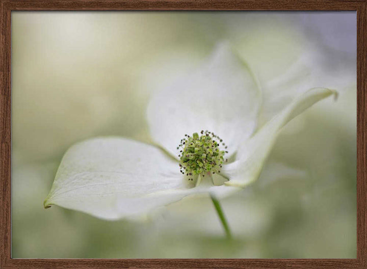 White Dogwood Bloom - Floral Photographic Stretched Canvas Poster or Fine Art Print