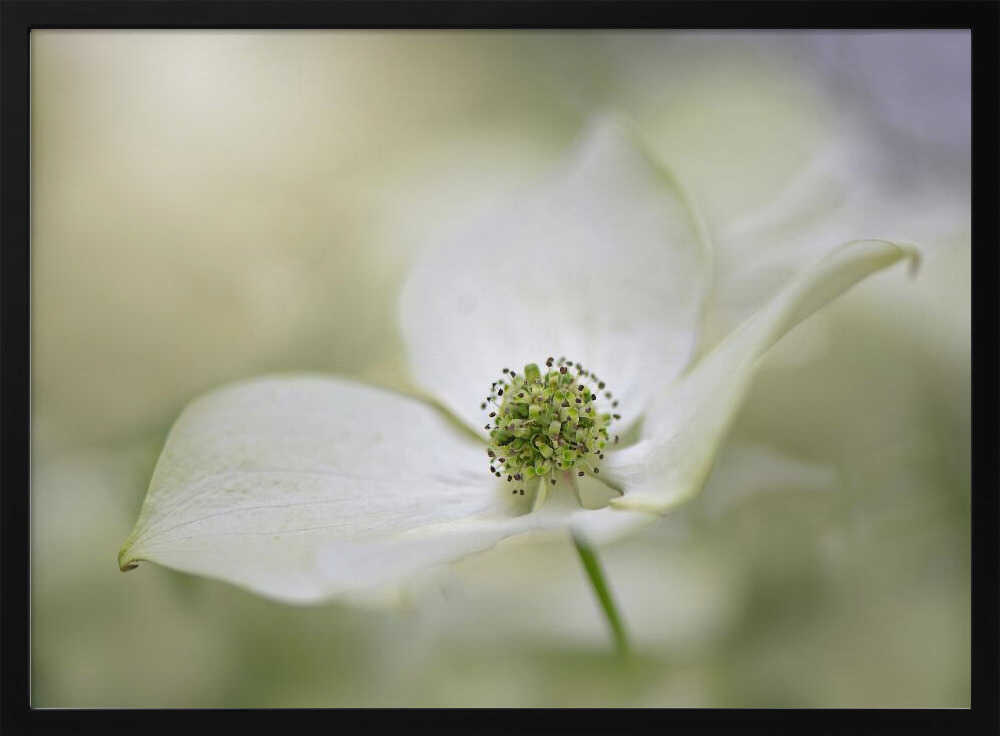 White Dogwood Bloom - Floral Photographic Stretched Canvas Poster or Fine Art Print