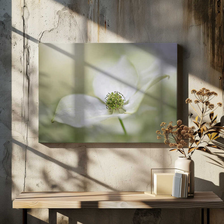 White Dogwood Bloom - Floral Photographic Stretched Canvas Poster or Fine Art Print