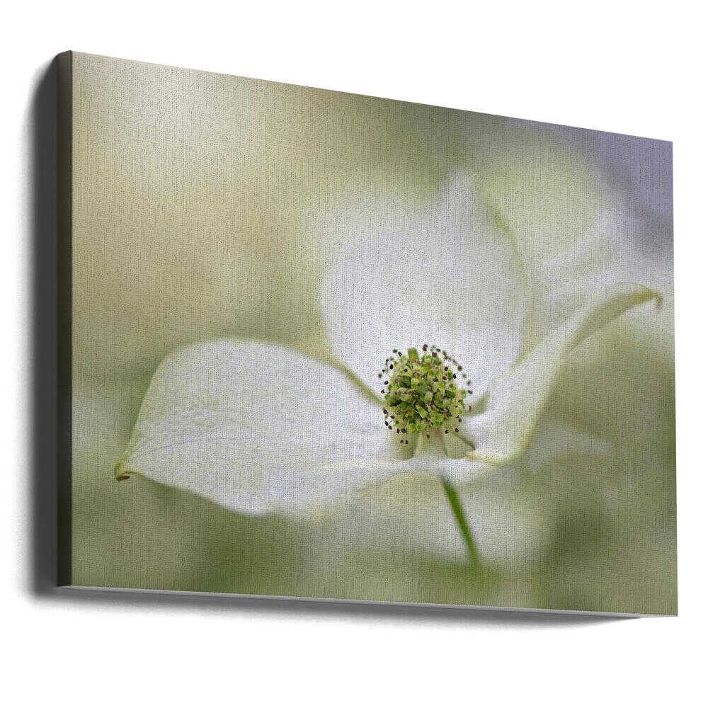 White Dogwood Bloom - Floral Photographic Stretched Canvas Poster or Fine Art Print