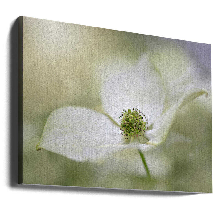 White Dogwood Bloom - Floral Photographic Stretched Canvas Poster or Fine Art Print