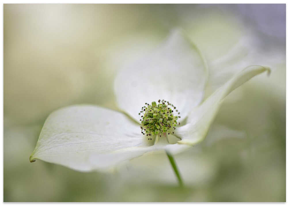 White Dogwood Bloom - Floral Photographic Stretched Canvas Poster or Fine Art Print