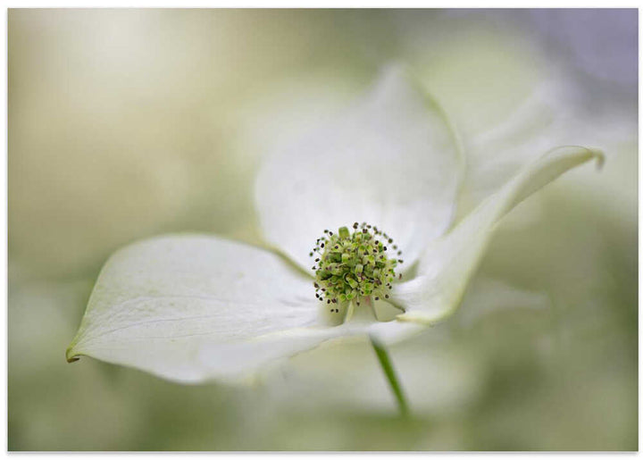White Dogwood Bloom - Floral Photographic Stretched Canvas Poster or Fine Art Print