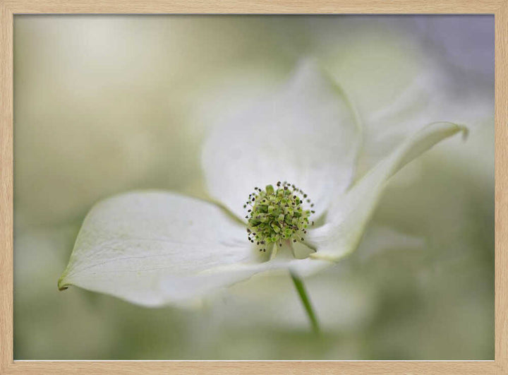 White Dogwood Bloom - Floral Photographic Stretched Canvas Poster or Fine Art Print