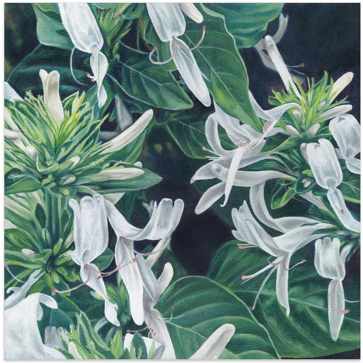 White Flowers By Viccy Wanliss - Square Stretched Canvas, Poster or Fine Art Print - I Heart Wall Art - Poster Print, Canvas Print or Framed Art Print