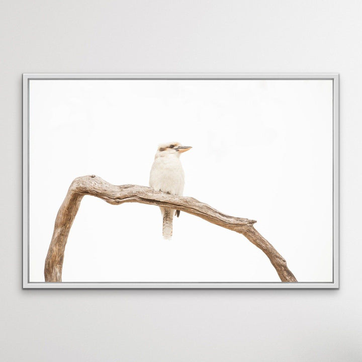 White Kookaburra - Photographic Art Print - I Heart Wall Art