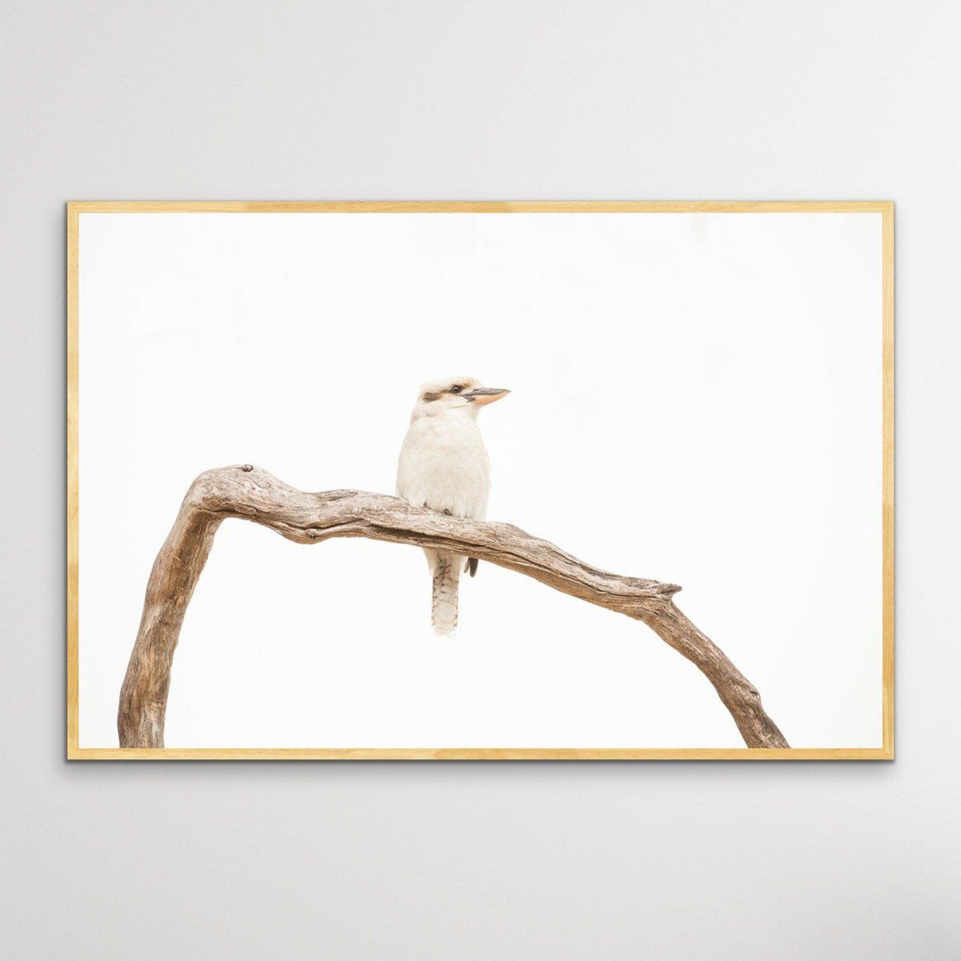 White Kookaburra - Photographic Art Print - I Heart Wall Art