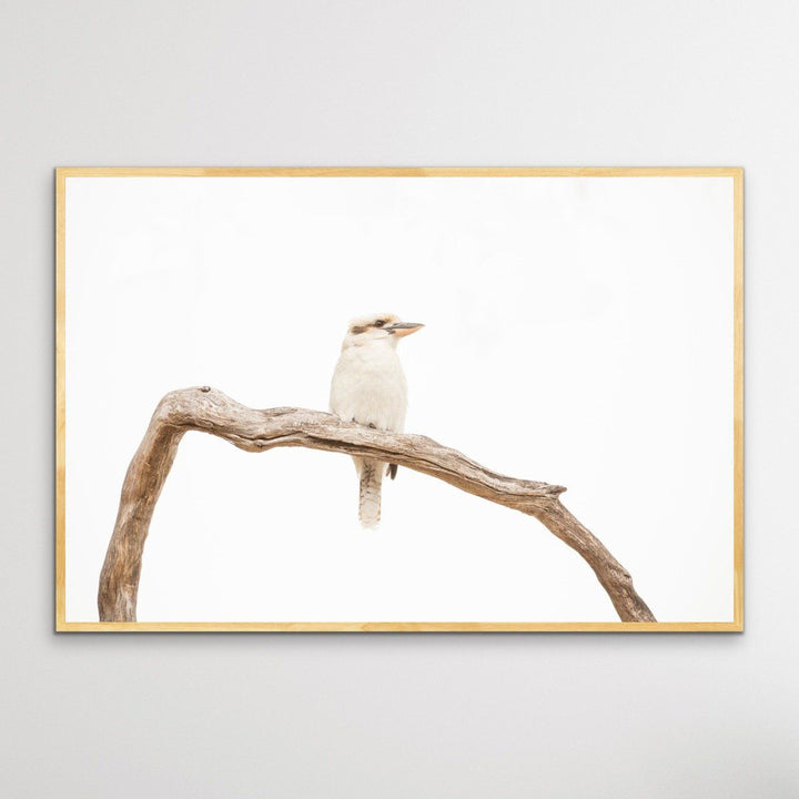White Kookaburra - Photographic Art Print - I Heart Wall Art