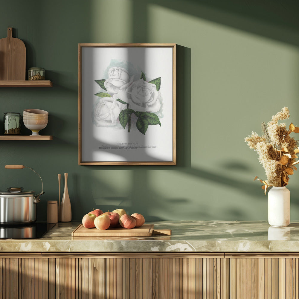 White Rose, Coquette Des Alps Lithograph - Stretched Canvas, Poster or Fine Art Print I Heart Wall Art