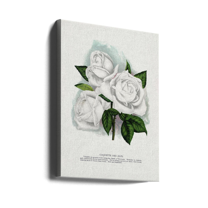 White Rose, Coquette Des Alps Lithograph - Stretched Canvas, Poster or Fine Art Print I Heart Wall Art