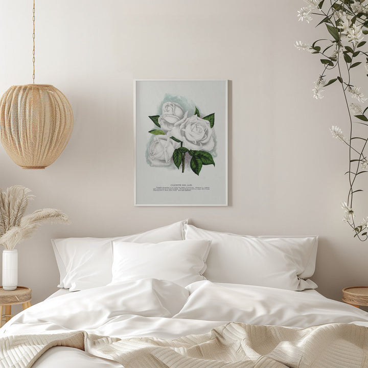 White Rose, Coquette Des Alps Lithograph - Stretched Canvas, Poster or Fine Art Print I Heart Wall Art