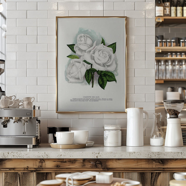 White Rose, Coquette Des Alps Lithograph - Stretched Canvas, Poster or Fine Art Print I Heart Wall Art