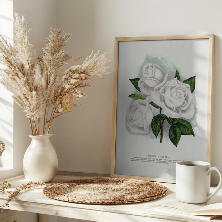 White Rose, Coquette Des Alps Lithograph - Stretched Canvas, Poster or Fine Art Print I Heart Wall Art
