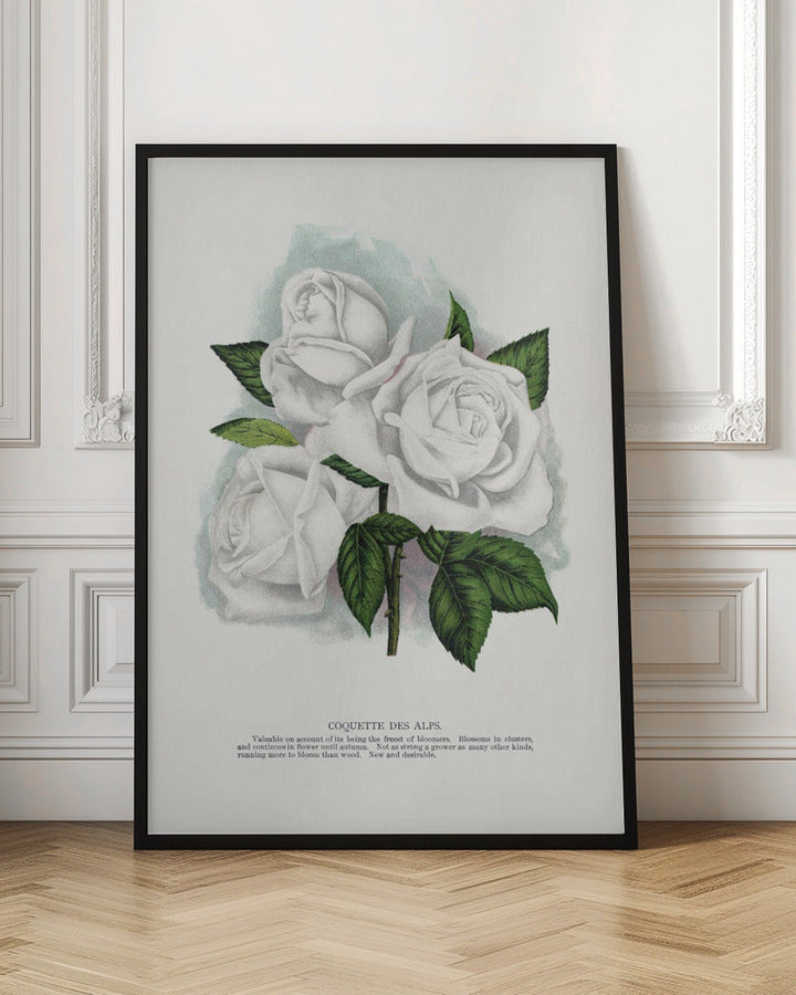 White Rose, Coquette Des Alps Lithograph - Stretched Canvas, Poster or Fine Art Print I Heart Wall Art
