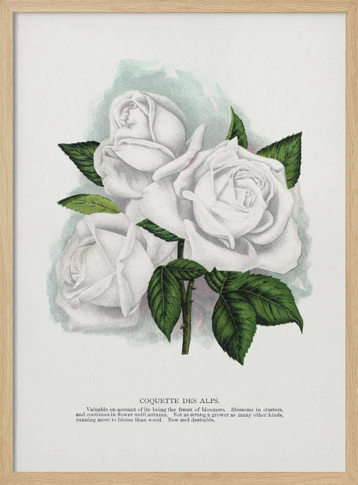White Rose, Coquette Des Alps Lithograph - Stretched Canvas, Poster or Fine Art Print I Heart Wall Art