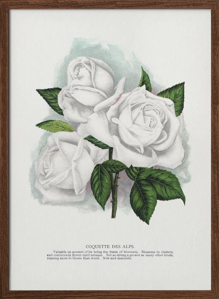 White Rose, Coquette Des Alps Lithograph - Stretched Canvas, Poster or Fine Art Print I Heart Wall Art