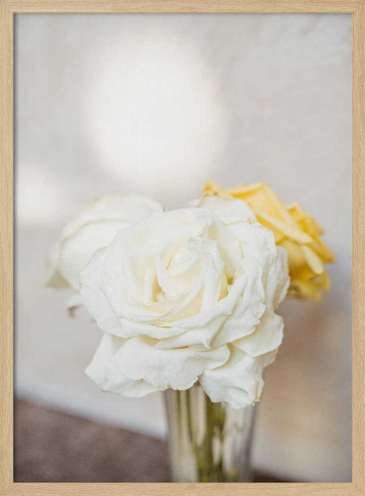 White Roses - Stretched Canvas, Poster or Fine Art Print - I Heart Wall Art - Poster Print, Canvas Print or Framed Art Print