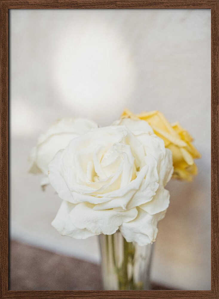 White Roses - Stretched Canvas, Poster or Fine Art Print - I Heart Wall Art - Poster Print, Canvas Print or Framed Art Print