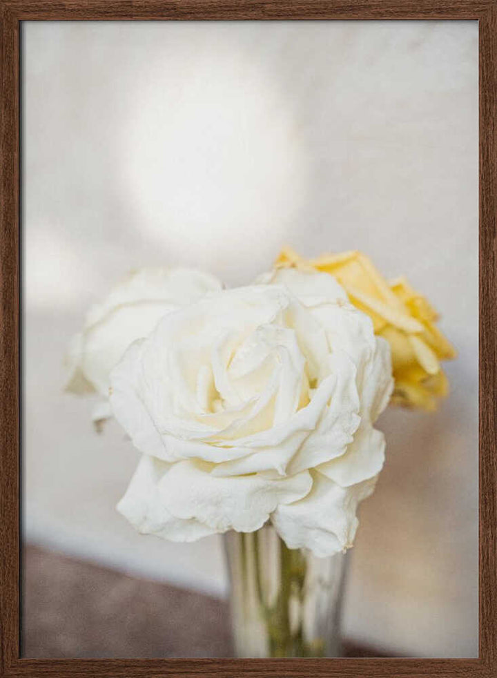 White Roses - Stretched Canvas, Poster or Fine Art Print - I Heart Wall Art - Poster Print, Canvas Print or Framed Art Print