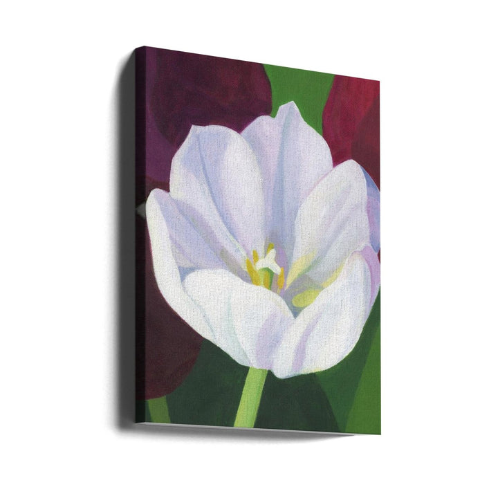 White Tulip - Stretched Canvas, Poster or Fine Art Print - I Heart Wall Art - Poster Print, Canvas Print or Framed Art Print
