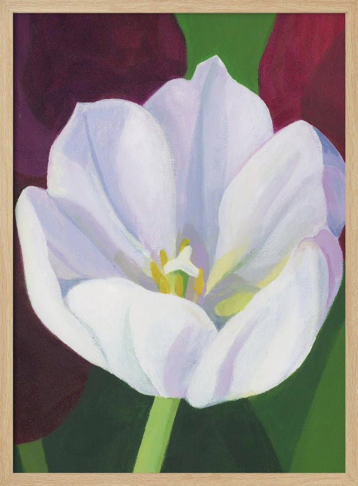 White Tulip - Stretched Canvas, Poster or Fine Art Print - I Heart Wall Art - Poster Print, Canvas Print or Framed Art Print