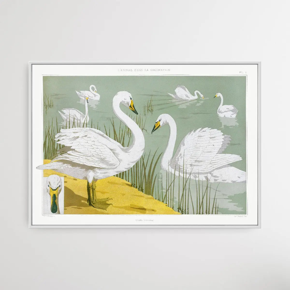 Wild Swan 1897 by Maurice Pillard Verneuil I Heart Wall Art Australia 