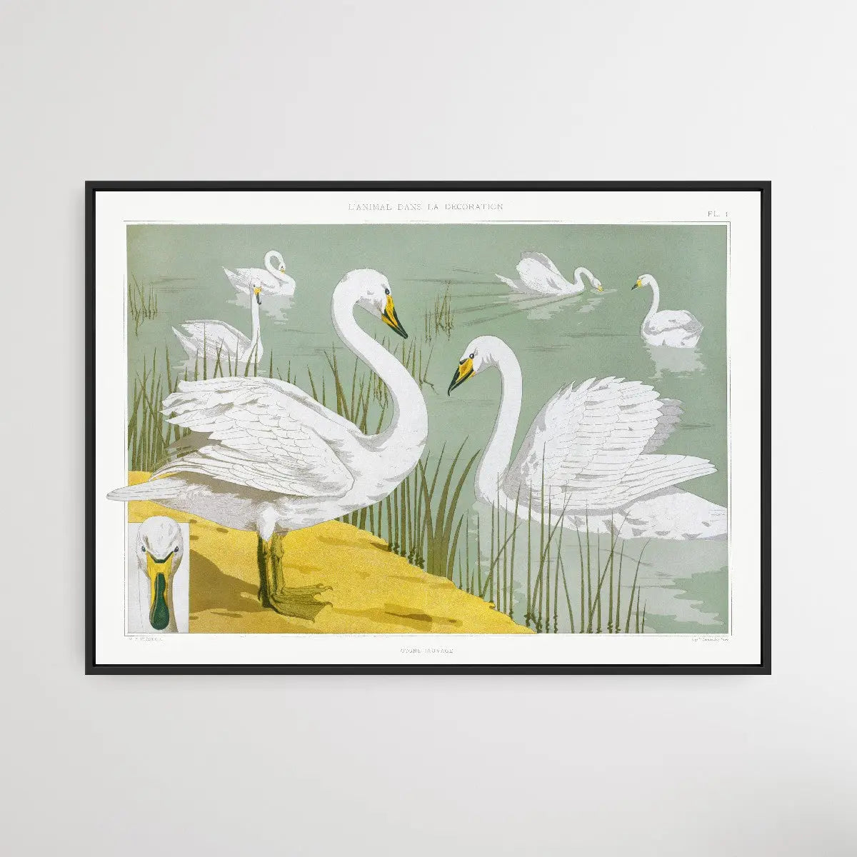Wild Swan 1897 by Maurice Pillard Verneuil I Heart Wall Art Australia 
