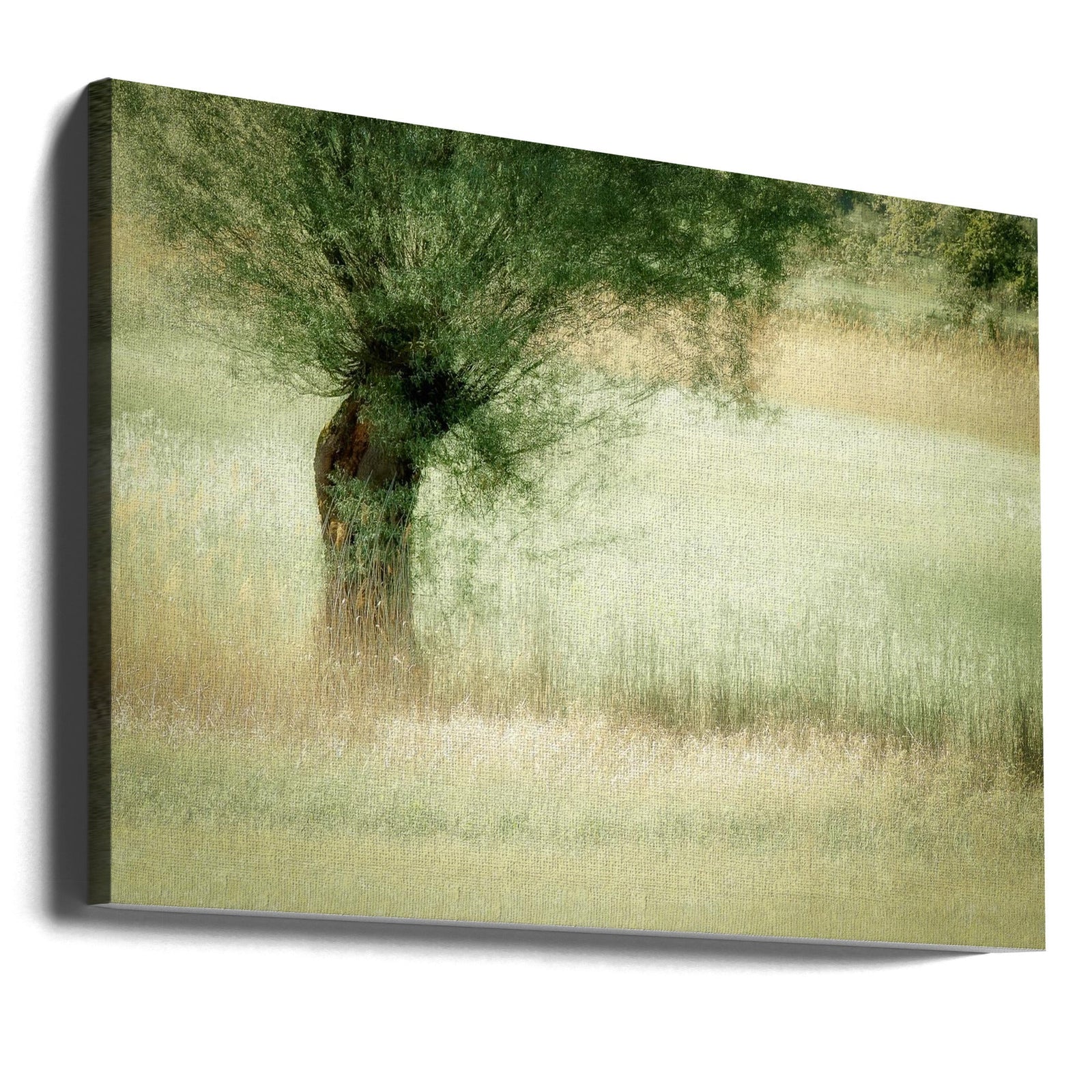 Willow - Stretched Canvas, Poster or Fine Art Print I Heart Wall Art