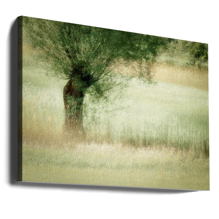 Willow - Stretched Canvas, Poster or Fine Art Print I Heart Wall Art