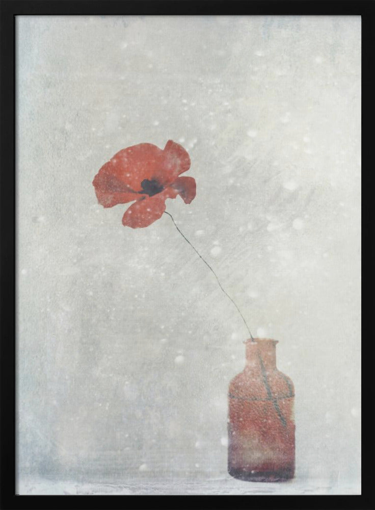Winter Poppy - Stretched Canvas, Poster or Fine Art Print I Heart Wall Art