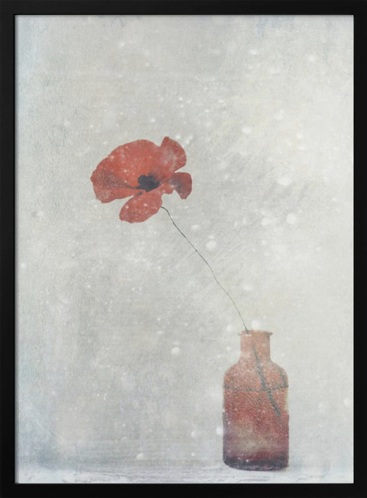 Winter Poppy - Stretched Canvas, Poster or Fine Art Print I Heart Wall Art