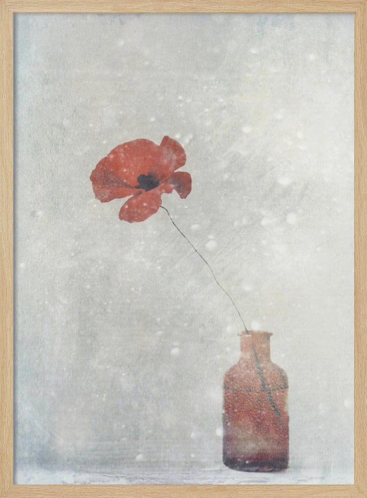 Winter Poppy - Stretched Canvas, Poster or Fine Art Print I Heart Wall Art
