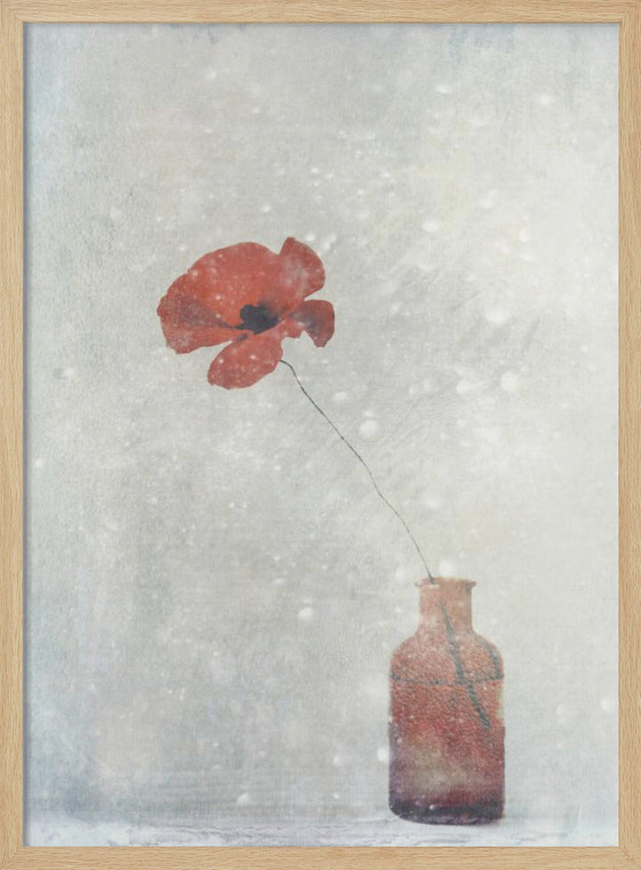 Winter Poppy - Stretched Canvas, Poster or Fine Art Print I Heart Wall Art