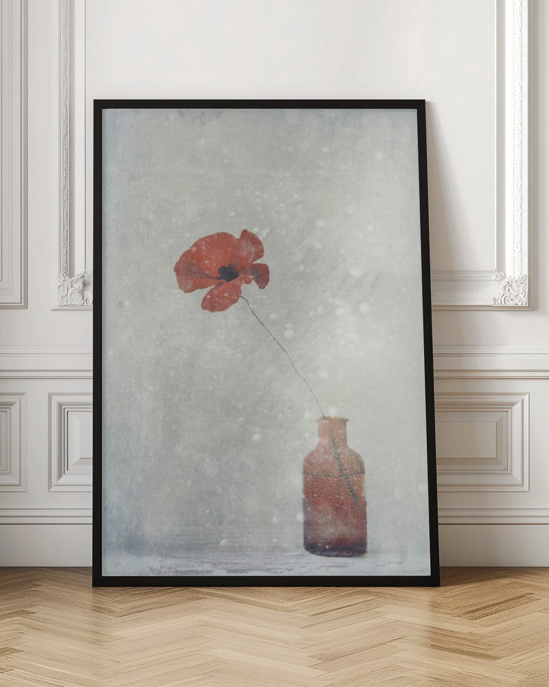 Winter Poppy - Stretched Canvas, Poster or Fine Art Print I Heart Wall Art