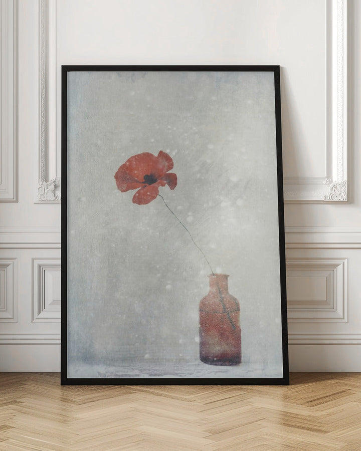 Winter Poppy - Stretched Canvas, Poster or Fine Art Print I Heart Wall Art