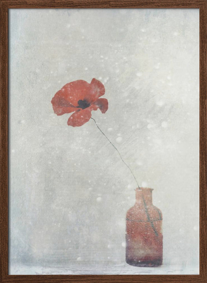 Winter Poppy - Stretched Canvas, Poster or Fine Art Print I Heart Wall Art