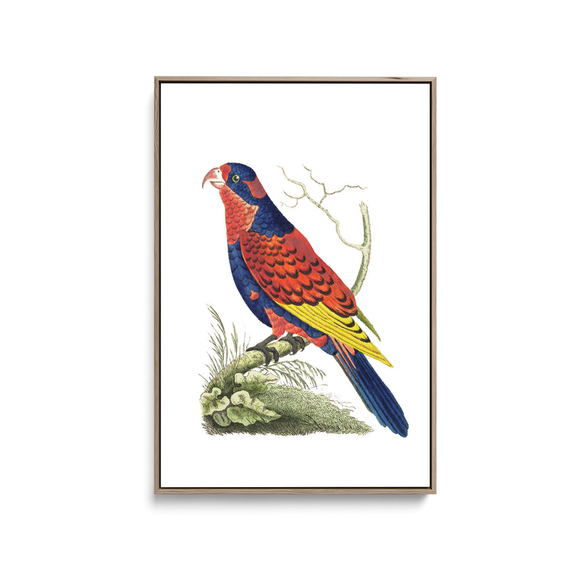 Indian lory illustration from The Naturalist&