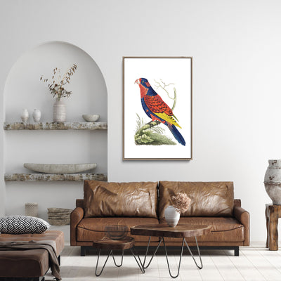 Indian lory illustration from The Naturalist's Miscellany (1789-1813) by George Shaw (1751-1813) - Stretched Canvas Print or Framed Fine Art Print - Artwork I Heart Wall Art Australia 